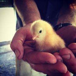 chick