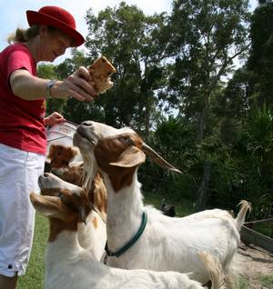 feeding_goat